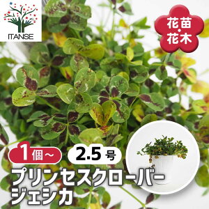 y}\N[|zzz vZXN[o[ WFVJ y ԕc 2.5 z Ԃ̕c J[[t Ϗܗp 킢 RpNg K[fjO