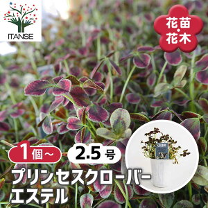 yz vZXN[o[ GXe y ԕc 2.5 z Ԃ̕c J[[t Ϗܗp 킢 RpNg K[fjO