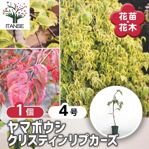 yz }{EV NXeBvJ[Y y Ԗؕc 4^1 z }{EVc }{EV̕c }{EV̕c t[ ԕc c Ԗ A  ԕc K[fjO ӏ 