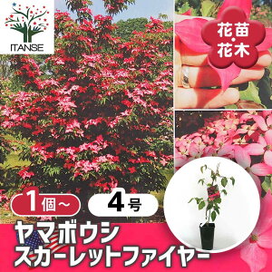 yz }{EV XJ[bgt@C[ y Ԗؕc 4^1 z }{EVc }{EV̕c }{EV̕c t[ ԕc c Ԗ A  ԕc K[fjO ӏ 