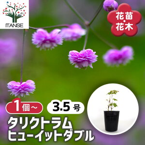 y}\N[|zzz ^Ng q[Cbg_u y ԕc 3.5 z ԕc Ԃ̕c   ؉ ؂ Ԗ   뉀  A Ă₷  o [ 