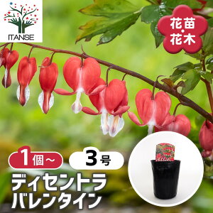 y}\N[|zzz fBZg o^C y ԕc 3 z ^Cc\E P}\E ԕc Ԃ̕c   ؉ ؂ Ԗ   뉀  o [ o 