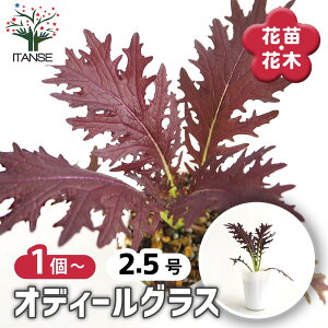 y}\N[|zzz IfB[OX y ԕc 3.5 z Aui ϊ N J[ 񂹐A _[Np[v VbN IfB[ J[[t ԕc Ԃ̕c  o 