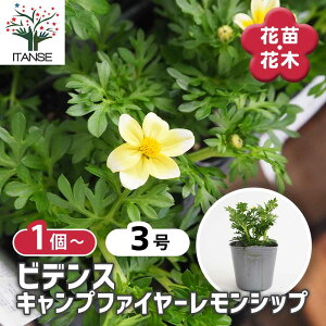 y}\N[|zzz rfX Lvt@C[Vbv y ԕc 3 z rfX S[fGpCAAnbs[GpCArfXAEB^[RXX