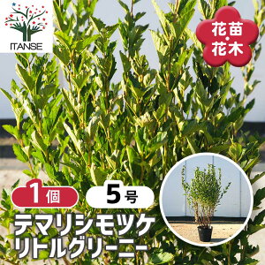 yz AJe}VcP gO[j[ y Ԗؕc 5^1 z 炪wɂdȂČ؂؂ŏꏊIт܂