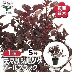 yz AJe}VcP I[ubN y Ԗؕc 5^1 z 炪wɂdȂČ؂؂ŏꏊIт܂