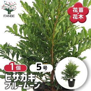 yz qTJL u[[ y Ԗؕc 5^1 z  A Ԗ K[fjO K[f V{c[ 