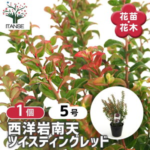 yz mV cCXeBObh y Ԗؕc 5^1 z J[[t |i Ԗ ԕc  K[fjO