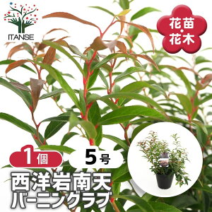 yz mV o[jOu y Ԗؕc 5^1 z J[[t |i Ԗ ԕc  K[fjO