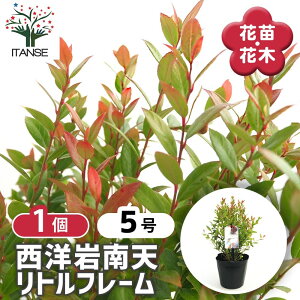 yz mV gt[ y Ԗؕc 5^1 z J[[t |i Ԗ ԕc  K[fjO