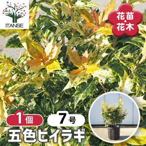 yz ܐFqCM y Ԗؕc 7^1 z SVLqCM SA 悯̖  m NZC _ N[F CO[ S̖ړ˂ IjmcL z[[I[u V