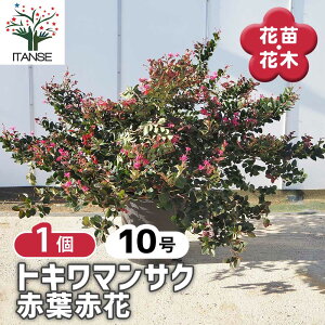 yz gL}TN ԗtԉ y Ԗؕc 10^1 z Ֆ Ֆ n̗tʔNy߂J[[tƂĂlC