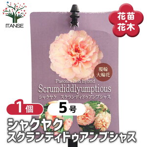 yz VNN XNfBhDAuVX y Ԗؕc 5^1 z 䉖 V{c[ LO c c A K[fjO Ԓd 뉀