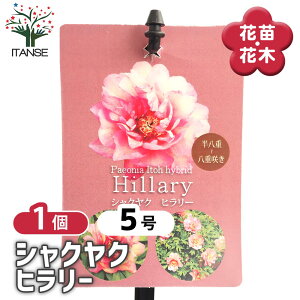 yz VNN q[ y Ԗؕc 5^1 z 䉖 V{c[ LO c c A K[fjO Ԓd 뉀