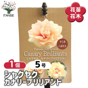 yz VNN Ji[uAg y Ԗؕc 5^1 z 䉖 V{c[ LO c c A K[fjO Ԓd 뉀