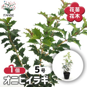 yz IjqCM y Ԗؕc 5^1 z SA 悯̖  m NZC _ N[F CO[ S̖ړ˂ IjmcL z[[I[u V{c[