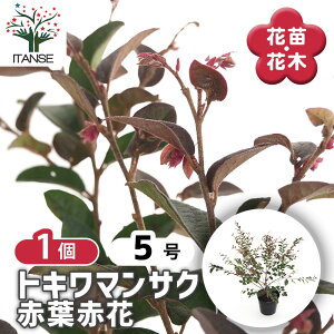 yz gL}TN ԗtԉ y Ԗؕc 5^1 z Ֆ Ֆ n̗tʔNy߂J[[tƂĂlC