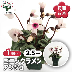 yz ~jVN AW y ԕc 2.5 z ԕc Ԃ̕c JKroi t[ ~̉ EB^[t[