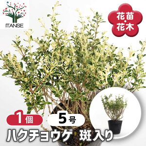 yz nN`EQ y Ԗؕc 5^1 z    _  gsA[ ~j~ AJl  ANZg  Serissa japonica ԕc Ԃ̕c