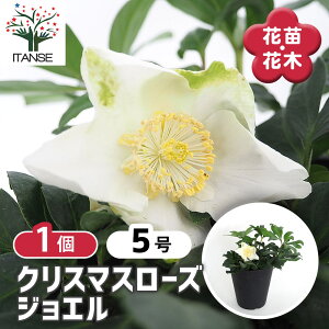 yz NX}X[Y WG y ԕc 5^1 z NX}X[Yc L{EQ w{X Ԑ J[[t _ _  A Ԗ Ԓd