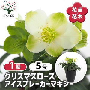 yz NX}X[Y HGC ACXu[J[}LV[ y ԕc 5^1 z NX}X[Yc L{EQ w{X Ԑ J[[t _ _  A Ԗ Ԓd