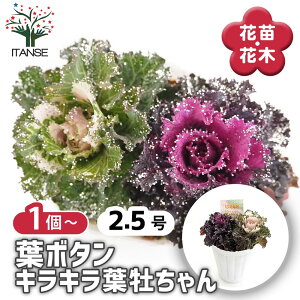 yz t{^ LLt y ԕc 2.5 z n{^̕c tO t{^ t{^̕c Y  K[fjO Mtg v[g