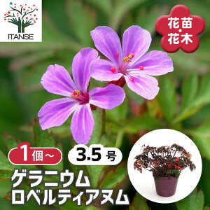 yz QjE xeBAk y ԕc 3.5 z Qj[ tE\E R쑐  N h  |i ȉ ԐF tF ϊ ԕc Ԃ̕c  o