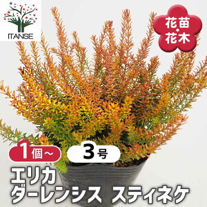 yz GJ _[VX XeBlP y Ԗؕc 3 z |i 񂹐A 񂹐A c Ԗ  A ~ K[fjO ӏ ͔| 뉀؉