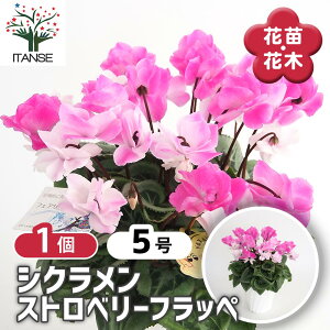 yz VN Xgx[tby y ԕc 5^1 z ԕc Ԃ̕c JKroi t[ ~̉ EB^[t[