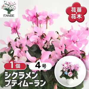 yz VN veB[ y ԕc 4^1 z ԕc Ԃ̕c JKroi t[ ~̉ EB^[t[