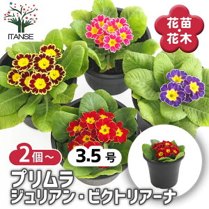 yz v WA rNgA[i y ԕc 3.5 z  v AeB[NubN TN\E v Primula juliae ϊ N