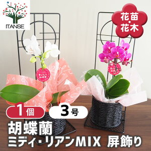 yz Ӓ ~fB AMIX y ԕc 3^1 z  t@mvVX Phalaenopsis R`E  ԕc Ԃ̕c   ؉ ؂ Ԗ   뉀 