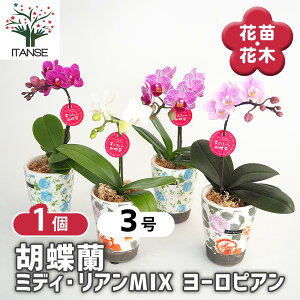 yz Ӓ ~fB AMIX[sA y ԕc 2.5^1 z  t@mvVX Phalaenopsis R`E  ԕc Ԃ̕c   ؉ ؂ Ԗ   