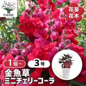 yz LM\E() ~j`F[R[ y ԕc 3 z ԕc Ԃ̕c J[[t sN̉ K[fjO