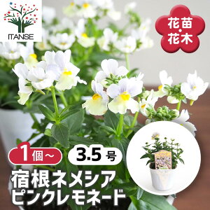 yz hlVA sNl[h y ԕc 3.5 z lVA S}mnOT |i J[[t K[fjO