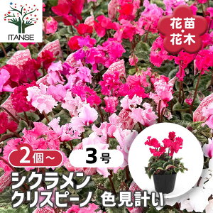 yz K[fVN NXs[mFv y ԕc 3 z VN JKroi t[ TN\E VN K[fVN N Cyclamen persicum