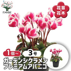 yz K[fVN v~AAojR y ԕc 3 z VN JKroi t[ TN\E VN K[fVN N Cyclamen persicum