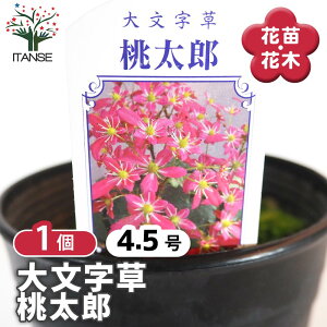 yz 啶(_CW\E) Y y ԕc 4.5^1 z ϊ N InA VF[hK[f R쑐 ԕc Ԃ̕c   ؉ ؂