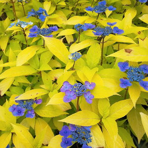 �y���������z ���}�A�W�T�C �����ĕP �y �Ԗؕc 3�� �z �Ԗ� �Ԗ؂̕c �Ԃ̕c �R�A�W�T�C �R���z�� �򎇗z��