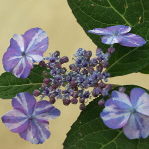 �y���������z ���}�A�W�T�C �����i�� �y �Ԗؕc 3�� �z �Ԗ� �Ԗ؂̕c �Ԃ̕c �R�A�W�T�C �R���z�� �򎇗z��