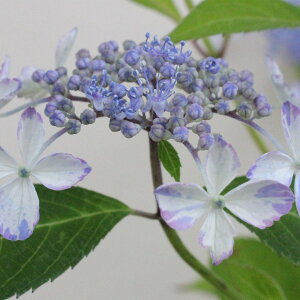 �y���������z ���}�A�W�T�C ����� �y �Ԗؕc 3�� �z �Ԗ� �Ԗ؂̕c �Ԃ̕c �R�A�W�T�C �R���z�� �򎇗z��