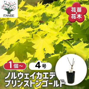 �y���������z �m���E�F�C�J�G�f �v�����X�g���S�[���h �y ��� 4�� �z Acer �J�G�f �� ���~�W ��� �Ԗ� �V���{���c���[ �L�O�� �Ԗ� �c �c�� �Ԃ̕c ��A�� �n�A�� ���A�� �x�����_ �����o�� 