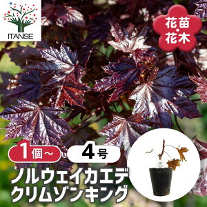 �y���������z �m���E�F�C�J�G�f �N�����]���L���O �y ��� 4�� �z Acer �J�G�f �� ���~�W ��� �Ԗ� �V���{���c���[ �L�O�� �Ԗ� �c �c�� �Ԃ̕c ��A�� �n�A�� ���A�� �x�����_ �����o�� ����