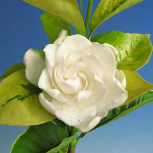 �y���������z �N�`�i�V �����̉� �y �Ԗؕc 3.5�� �z �Ԗ� �Ԗ؂̕c �Ԃ̕c �K�[�f�j�A �R�� ����