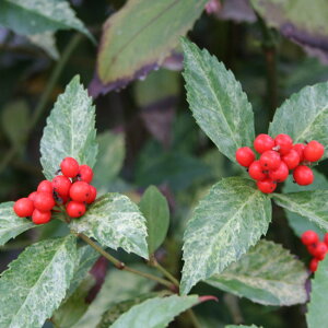 �y���������z �痼 ���� �y ��� 3.5�� �z ���N�� ���N�� ��� �A�� �Ԗ� ���� �C���e���A