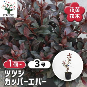 �y���������z �c�c�W �J�b�p�[�G�o�[ �y ��� 3�� �z �ϊ�������Β�� ���[�h�f���h�����ԕc �Ԃ̕c �Ԗ؂̕c �c ��� �؂�� ���� �� ���_ ���A�� �x�����_