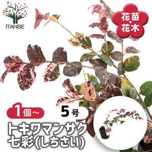 �y���������z �g�L���}���T�N ���� �y ��� 3.5�� �z ��Ֆ��� ��Ֆ��� ���n�̗t��ʔN�y���߂�J���[���[�t�Ƃ��Ă��l�C