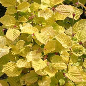 �y���������z �g�T�~�Y�L �X�v�����O�S�[���h �y ��� 3�� �z �y���~�Y�L ���t ��� �����t �g�t �a�� �m�� �V���{���c���[ �L�O�� �Ԗ� �c �c�� �Ԃ̕c ��A�� �n�A�� ���A�� �����o�� �����z