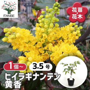 �y���������z �q�C���M�i���e�� ���� �y ��� 3.5�� �z ���� Nandina domestica ������ ���N�� ���|�A�� �Ԃ��� �g�t �ÓT���|�A�� ��V�� �V���{���c���[ �L�O�� �Ԗ� �c �c�� �Ԃ̕c ��A�� �n�A��