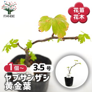 �y���������z ���u�T���U�V �����t �y �Ԗؕc 3�� �z Bush May Flower �M�R���q ��Ԃ��񂴂� �R���q ���񂴂� �g�t ��� �~�� �V���{���c���[ �L�O�� �Ԗ� �c �c��